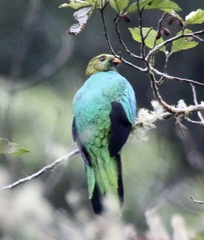 Pharomachrus auriceps