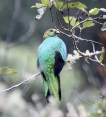 Pharomachrus auriceps