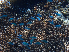 Chromis viridis