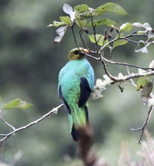 Pharomachrus auriceps