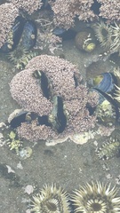 Corallina officinalis