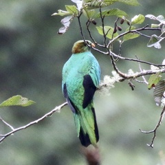 Pharomachrus auriceps