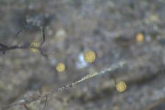 Cribraria microcarpa