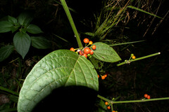 Witheringia solanacea