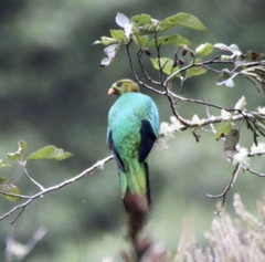 Pharomachrus auriceps