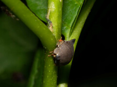 Todea cimicoides