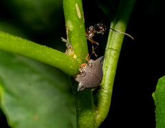 Todea cimicoides