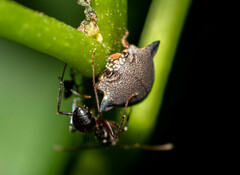 Todea cimicoides