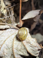 Gastrodontidae