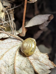 Gastrodontidae