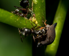 Todea cimicoides