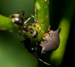 Todea cimicoides