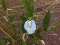 Clitoria kaessneri