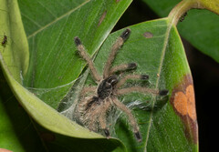 Avicularia