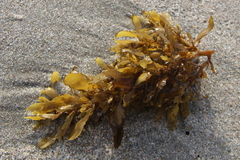 Sargassum sinclairii