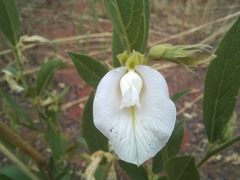 Clitoria kaessneri