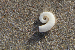 Spirula spirula