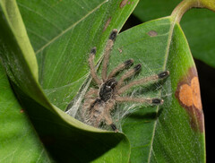 Avicularia
