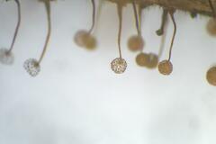 Cribraria microcarpa