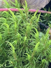 Dicranum fuscescens