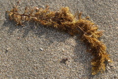 Carpophyllum plumosum