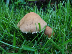 Agaricales