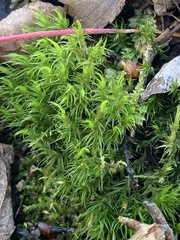 Dicranum fuscescens