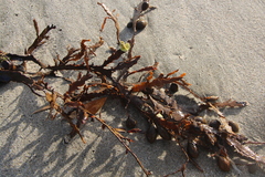 Carpophyllum maschalocarpum