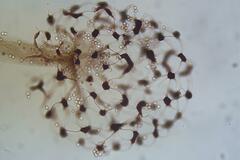 Cribraria microcarpa