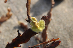 Lithophyllum carpophylli