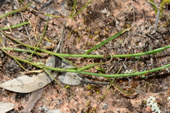 Wahlenbergia