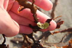 Lithophyllum carpophylli