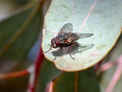 Muscina stabulans