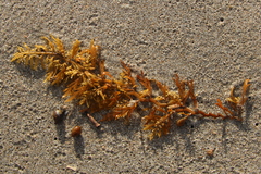 Carpophyllum plumosum