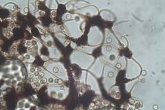 Cribraria microcarpa