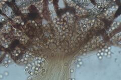 Cribraria microcarpa