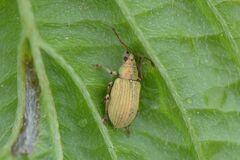 Phyllobius roboretanus