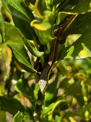 Takydromus sexlineatus