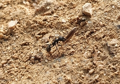 Messor aciculatus