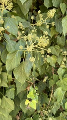 Hedera canariensis