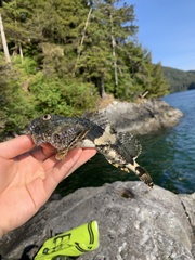 Myoxocephalus polyacanthocephalus