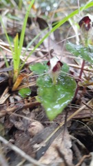 Corybas acuminatus