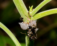 Todea cimicoides