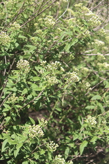 Ageratina brevipes