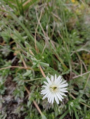 Delosperma litorale