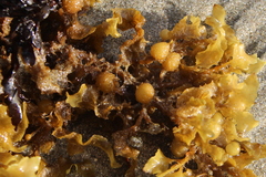 Sargassum scabridum