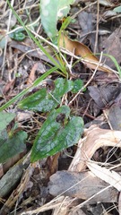 Corybas acuminatus