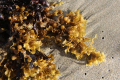 Sargassum scabridum