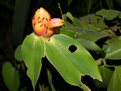 Costus scaber