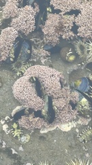 Corallina officinalis